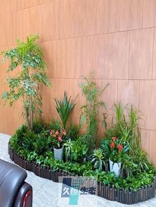 庐江企业大厅绿植组合摆放