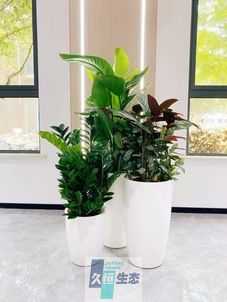 庐江写字楼办公室公共区域走道绿植租摆高中低搭配