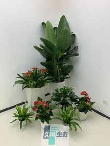 庐江办公室花卉绿植租摆简约组合